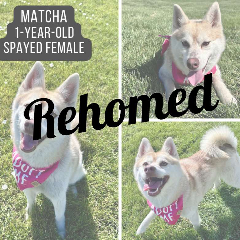 Matcha Rehoming